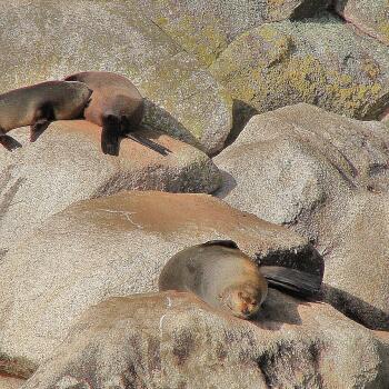 Seals sunbathing